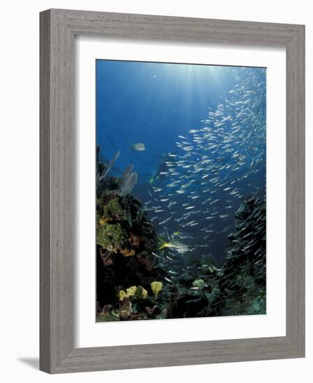 Diver and Silversides, Key Largo Reef, South Florida, Florida-Michele Westmorland-Framed Photographic Print