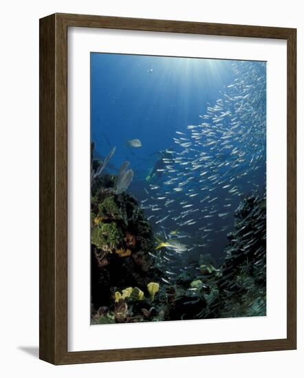 Diver and Silversides, Key Largo Reef, South Florida, Florida-Michele Westmorland-Framed Photographic Print