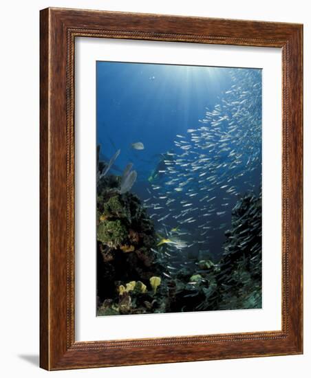 Diver and Silversides, Key Largo Reef, South Florida, Florida-Michele Westmorland-Framed Photographic Print