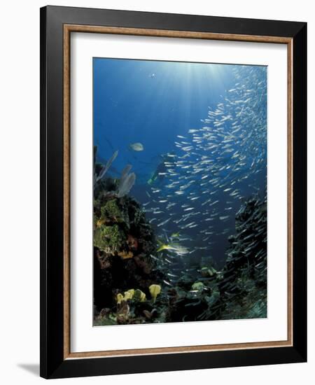 Diver and Silversides, Key Largo Reef, South Florida, Florida-Michele Westmorland-Framed Photographic Print