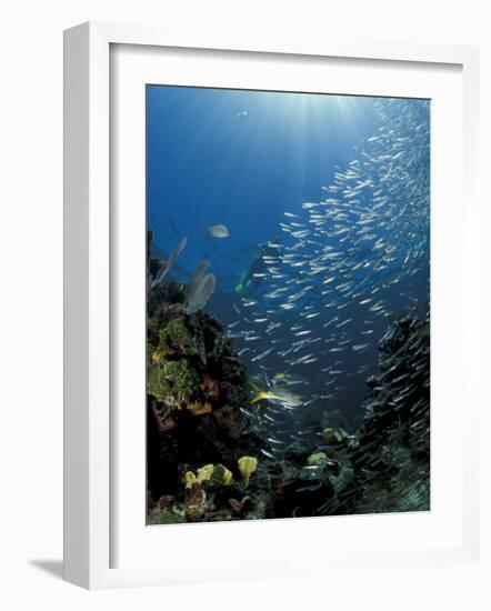 Diver and Silversides, Key Largo Reef, South Florida, Florida-Michele Westmorland-Framed Photographic Print