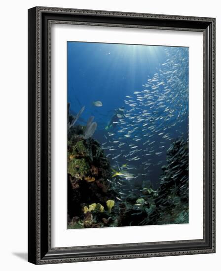 Diver and Silversides, Key Largo Reef, South Florida, Florida-Michele Westmorland-Framed Photographic Print