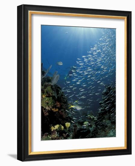 Diver and Silversides, Key Largo Reef, South Florida, Florida-Michele Westmorland-Framed Photographic Print