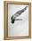 Diver Ann Ross Performing Dive-Gordon Coster-Framed Premier Image Canvas