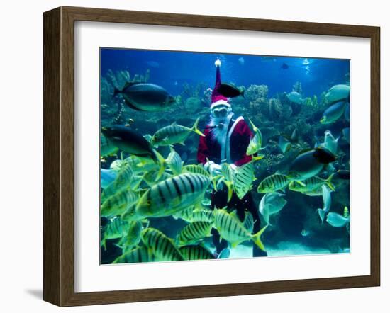 Diver Dressed as Santa Claus Feeds Fish as Part of Christmas Celebrations, Aquarium in Kuala Lumpur-null-Framed Photographic Print