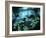 Diver Enters the Cavern System in the Riviera Maya Area of Mexico-null-Framed Photographic Print