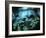 Diver Enters the Cavern System in the Riviera Maya Area of Mexico-null-Framed Photographic Print