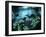 Diver Enters the Cavern System in the Riviera Maya Area of Mexico-null-Framed Photographic Print