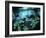 Diver Enters the Cavern System in the Riviera Maya Area of Mexico-null-Framed Photographic Print