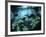 Diver Enters the Cavern System in the Riviera Maya Area of Mexico-null-Framed Photographic Print