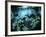 Diver Enters the Cavern System in the Riviera Maya Area of Mexico-null-Framed Photographic Print