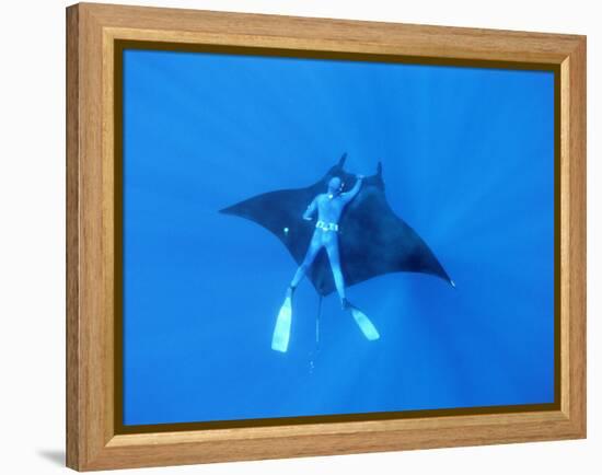 Diver Holds on to Giant Manta Ray, Mexico-Jeffrey Rotman-Framed Premier Image Canvas