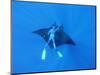 Diver Holds on to Giant Manta Ray, Mexico-Jeffrey Rotman-Mounted Photographic Print