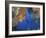 Diver Inspects Reef, Raja Ampat, Papua, Indonesia-Jones-Shimlock-Framed Photographic Print