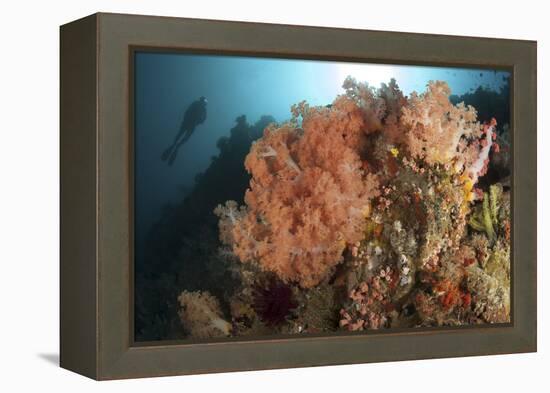 Diver Looks on at a Colorful Komodo Seascape, Indonesia-Stocktrek Images-Framed Premier Image Canvas