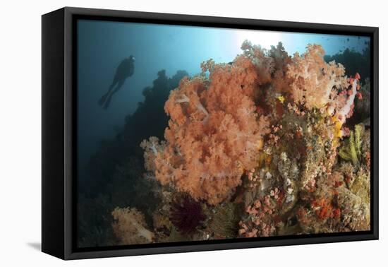 Diver Looks on at a Colorful Komodo Seascape, Indonesia-Stocktrek Images-Framed Premier Image Canvas