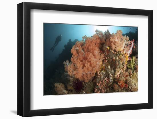 Diver Looks on at a Colorful Komodo Seascape, Indonesia-Stocktrek Images-Framed Photographic Print