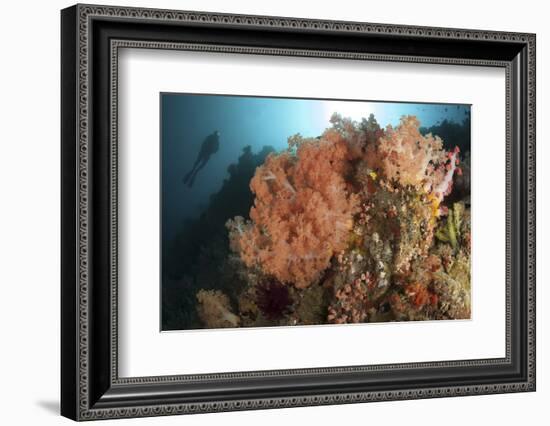 Diver Looks on at a Colorful Komodo Seascape, Indonesia-Stocktrek Images-Framed Photographic Print