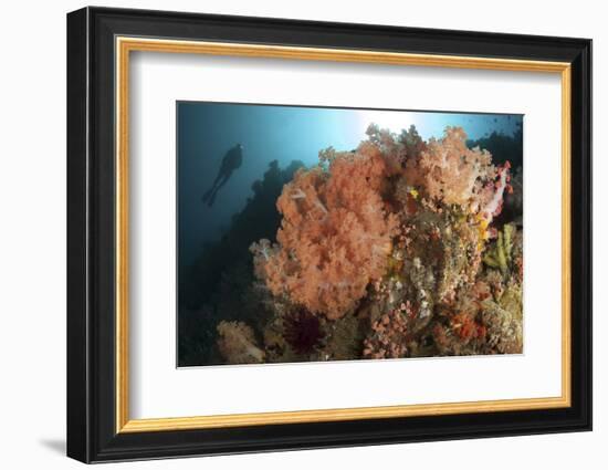 Diver Looks on at a Colorful Komodo Seascape, Indonesia-Stocktrek Images-Framed Photographic Print