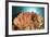 Diver Looks on at a Colorful Komodo Seascape, Indonesia-Stocktrek Images-Framed Photographic Print