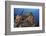 Diver Looks on at a Colorful Komodo Seascape, Indonesia-Stocktrek Images-Framed Photographic Print