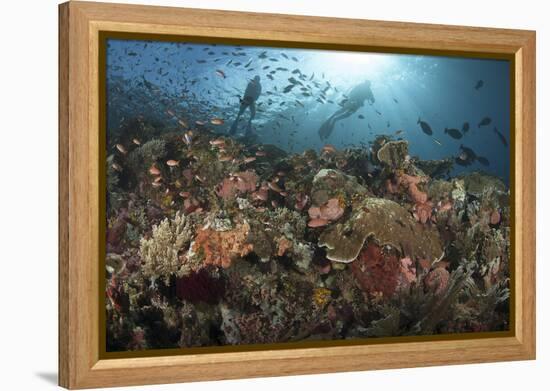 Diver Looks on at Sponges, Soft Corals and Crinoids in a Colorful Komodo Seascape-Stocktrek Images-Framed Premier Image Canvas