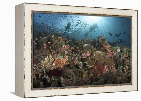 Diver Looks on at Sponges, Soft Corals and Crinoids in a Colorful Komodo Seascape-Stocktrek Images-Framed Premier Image Canvas