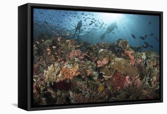 Diver Looks on at Sponges, Soft Corals and Crinoids in a Colorful Komodo Seascape-Stocktrek Images-Framed Premier Image Canvas