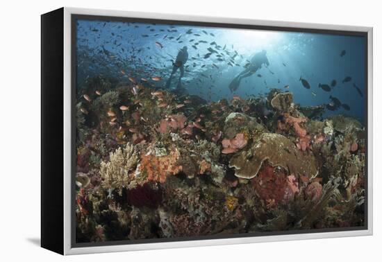 Diver Looks on at Sponges, Soft Corals and Crinoids in a Colorful Komodo Seascape-Stocktrek Images-Framed Premier Image Canvas