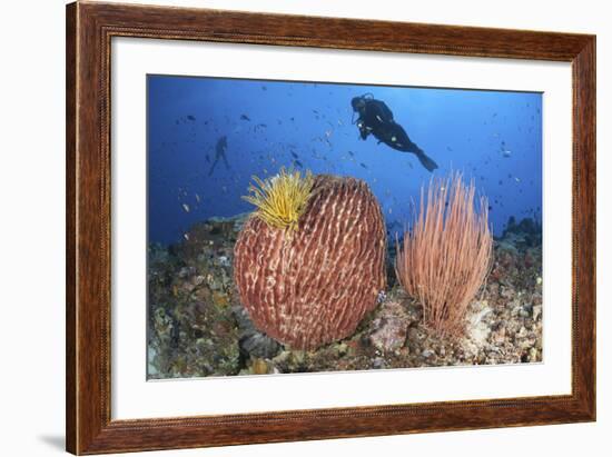 Diver Looks on at Sponges, Soft Corals and Crinoids in a Colorful Komodo Seascape-Stocktrek Images-Framed Photographic Print