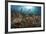 Diver Looks on at Sponges, Soft Corals and Crinoids in a Colorful Komodo Seascape-Stocktrek Images-Framed Photographic Print