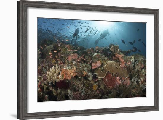 Diver Looks on at Sponges, Soft Corals and Crinoids in a Colorful Komodo Seascape-Stocktrek Images-Framed Photographic Print