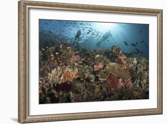 Diver Looks on at Sponges, Soft Corals and Crinoids in a Colorful Komodo Seascape-Stocktrek Images-Framed Photographic Print