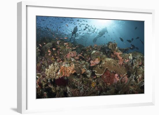 Diver Looks on at Sponges, Soft Corals and Crinoids in a Colorful Komodo Seascape-Stocktrek Images-Framed Photographic Print