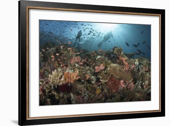 Diver Looks on at Sponges, Soft Corals and Crinoids in a Colorful Komodo Seascape-Stocktrek Images-Framed Photographic Print