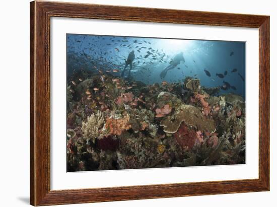 Diver Looks on at Sponges, Soft Corals and Crinoids in a Colorful Komodo Seascape-Stocktrek Images-Framed Photographic Print