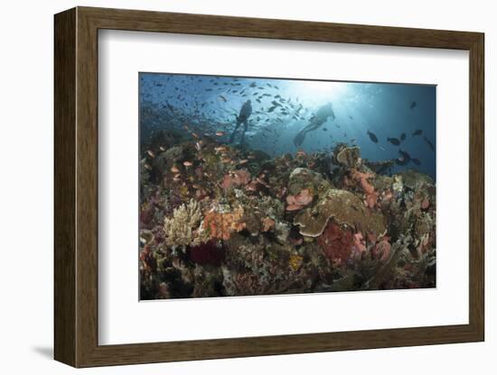 Diver Looks on at Sponges, Soft Corals and Crinoids in a Colorful Komodo Seascape-Stocktrek Images-Framed Photographic Print