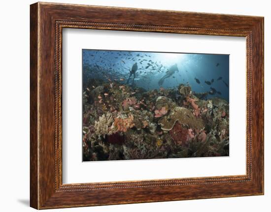 Diver Looks on at Sponges, Soft Corals and Crinoids in a Colorful Komodo Seascape-Stocktrek Images-Framed Photographic Print