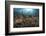 Diver Looks on at Sponges, Soft Corals and Crinoids in a Colorful Komodo Seascape-Stocktrek Images-Framed Photographic Print