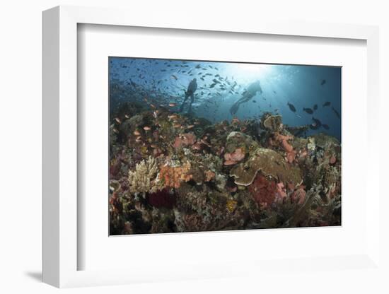 Diver Looks on at Sponges, Soft Corals and Crinoids in a Colorful Komodo Seascape-Stocktrek Images-Framed Photographic Print