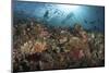 Diver Looks on at Sponges, Soft Corals and Crinoids in a Colorful Komodo Seascape-Stocktrek Images-Mounted Photographic Print