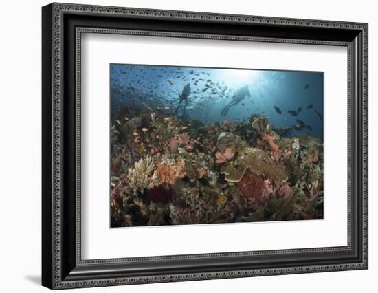 Diver Looks on at Sponges, Soft Corals and Crinoids in a Colorful Komodo Seascape-Stocktrek Images-Framed Photographic Print