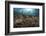 Diver Looks on at Sponges, Soft Corals and Crinoids in a Colorful Komodo Seascape-Stocktrek Images-Framed Photographic Print