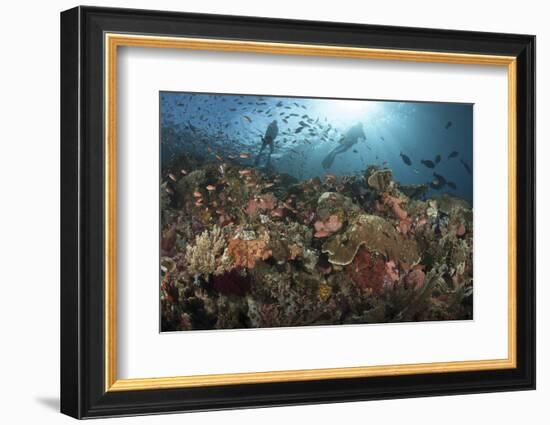 Diver Looks on at Sponges, Soft Corals and Crinoids in a Colorful Komodo Seascape-Stocktrek Images-Framed Photographic Print
