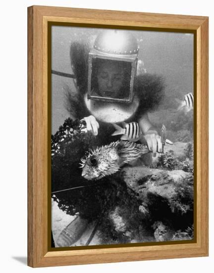 Diver Meddling Around with a Blowfish in Hartley's Underwater Movie in Bermuda-Peter Stackpole-Framed Premier Image Canvas