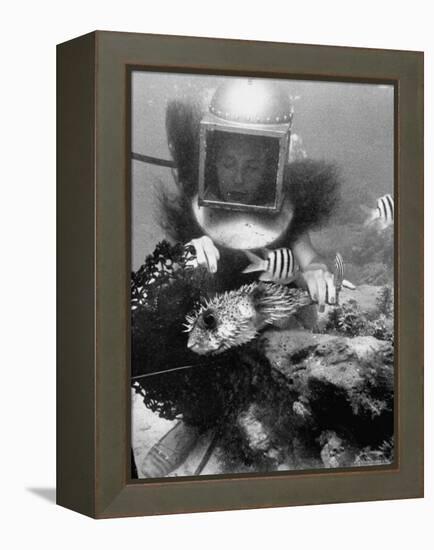 Diver Meddling Around with a Blowfish in Hartley's Underwater Movie in Bermuda-Peter Stackpole-Framed Premier Image Canvas