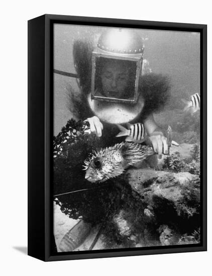 Diver Meddling Around with a Blowfish in Hartley's Underwater Movie in Bermuda-Peter Stackpole-Framed Premier Image Canvas