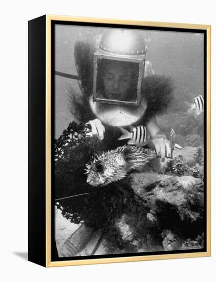 Diver Meddling Around with a Blowfish in Hartley's Underwater Movie in Bermuda-Peter Stackpole-Framed Premier Image Canvas