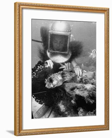 Diver Meddling Around with a Blowfish in Hartley's Underwater Movie in Bermuda-Peter Stackpole-Framed Photographic Print