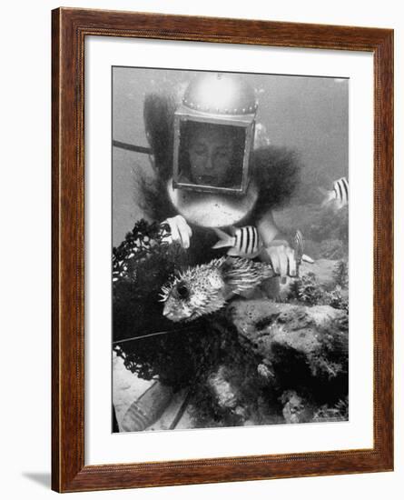Diver Meddling Around with a Blowfish in Hartley's Underwater Movie in Bermuda-Peter Stackpole-Framed Photographic Print